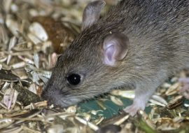 Czy myszki stanowią dobre zwierzęta domowe?